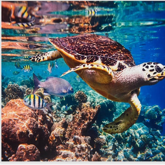TORTUGA CORALES